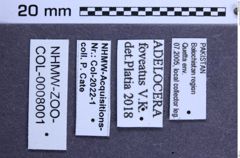 Etiketten zu Adelocera foveatus (NHMW-ZOO-COL-0008001)